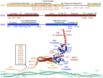 Insights and Challenges of Multi-Scale Modeling of Sarcomere Mechanics in cTn and Tm DCM Mutants—Genotype to Cellular Phenotype